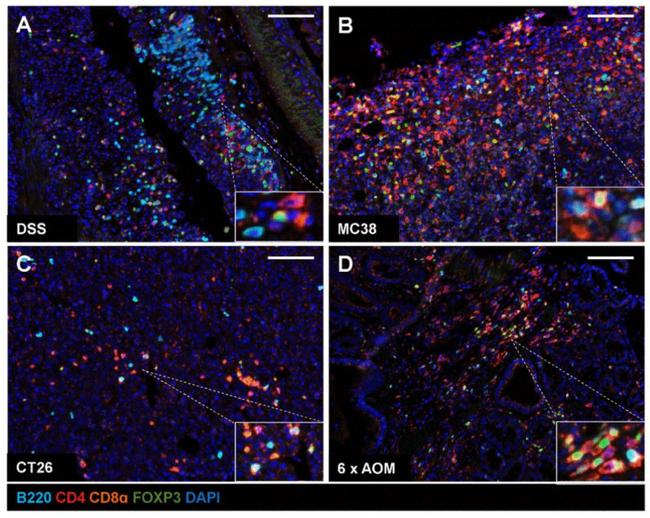 CD4 Antibody in Immunohistochemistry (IHC)