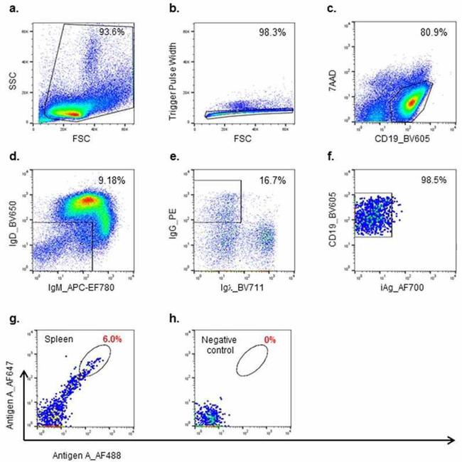 IgM Antibody in Flow Cytometry (Flow)