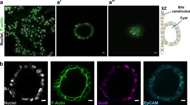 CD326 (EpCAM) Antibody in Immunocytochemistry (ICC/IF)