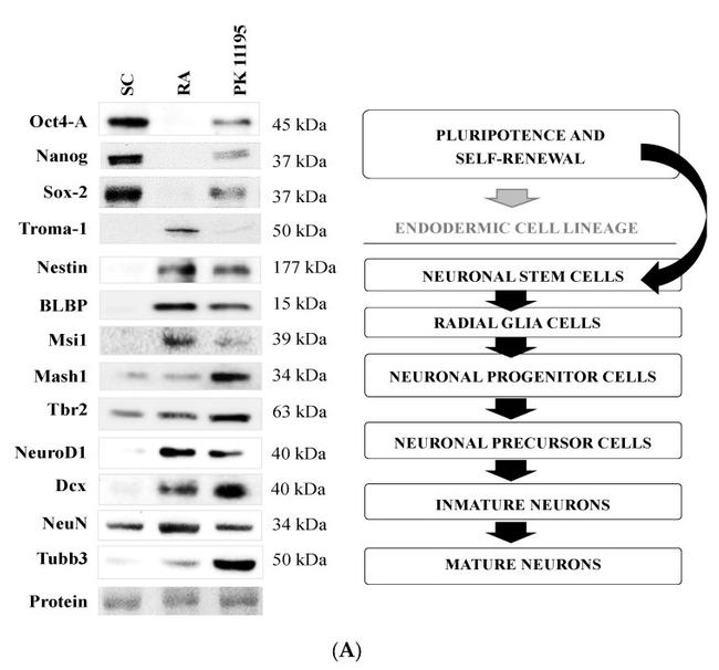 NeuroD1 Antibody in Western Blot (WB)