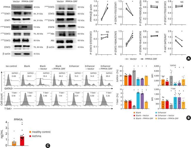 T-bet Antibody in Flow Cytometry (Flow)