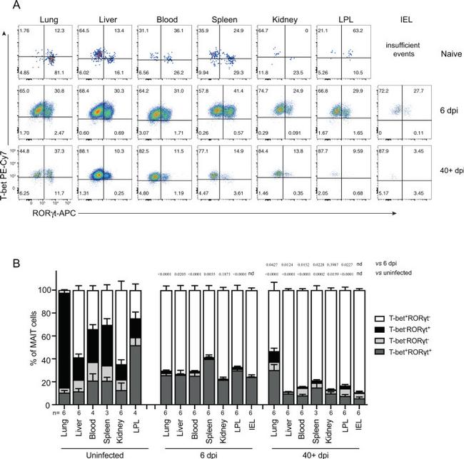 T-bet Antibody in Flow Cytometry (Flow)