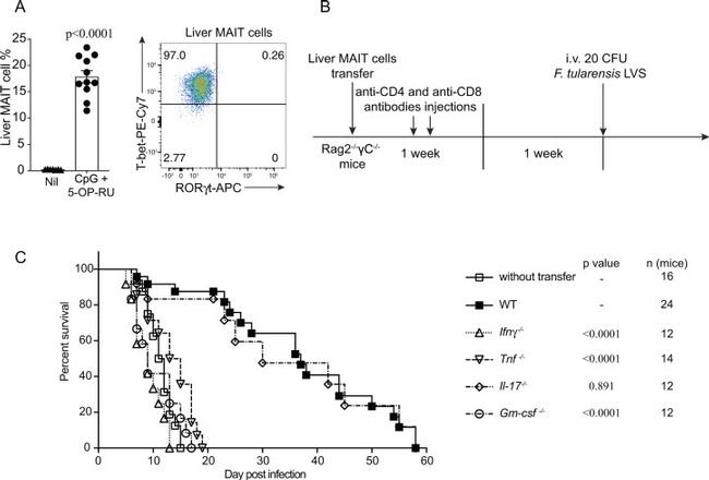 T-bet Antibody in Flow Cytometry (Flow)