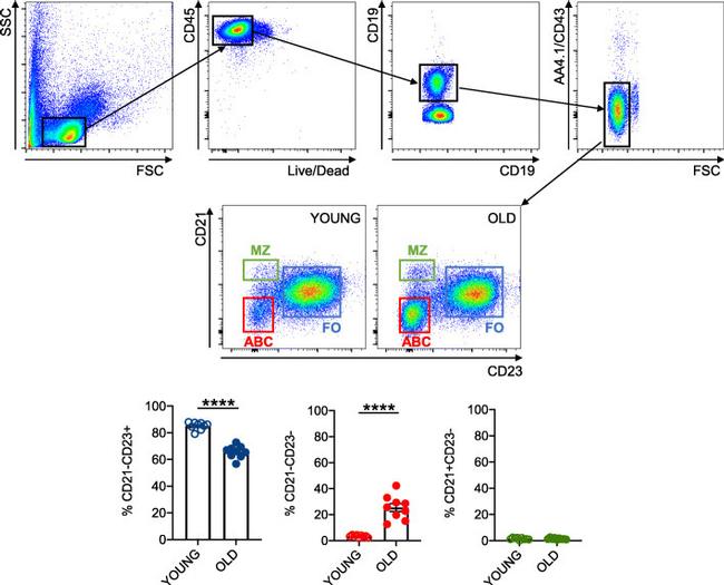 CD93 (AA4.1) Antibody in Flow Cytometry (Flow)