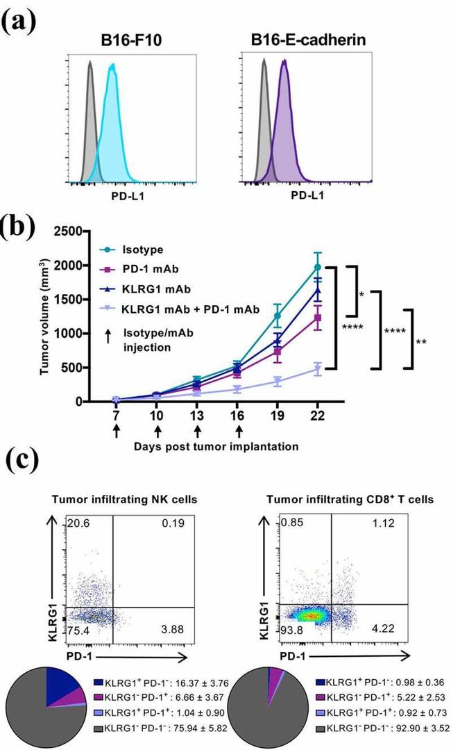 KLRG1 Antibody in Flow Cytometry (Flow)