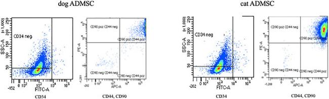 CD90 (Thy-1) Antibody in Flow Cytometry (Flow)