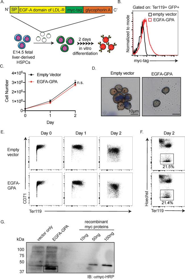 CD71 (Transferrin Receptor) Antibody in Flow Cytometry (Flow)