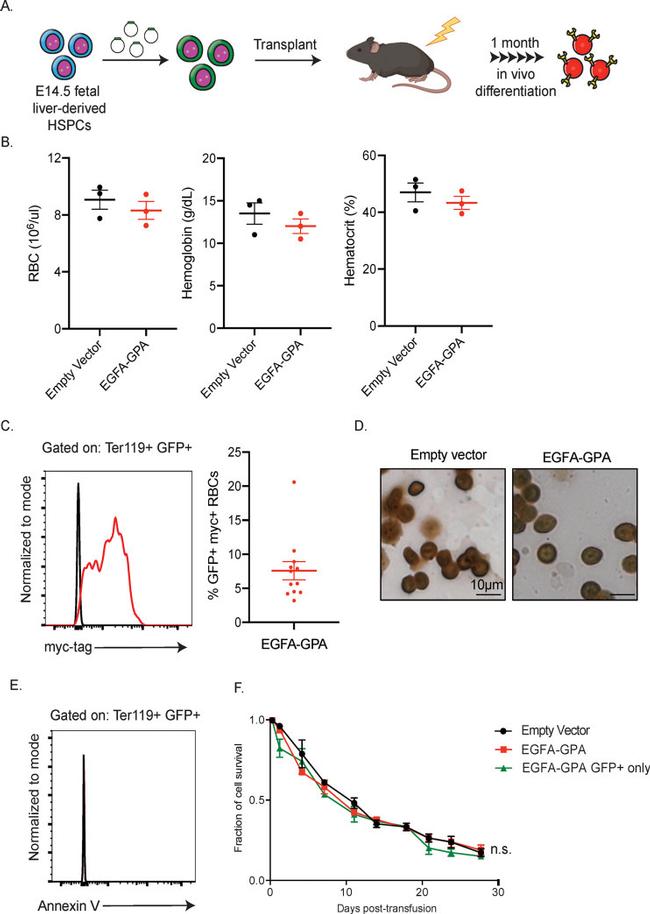 TER-119 Antibody in Flow Cytometry (Flow)