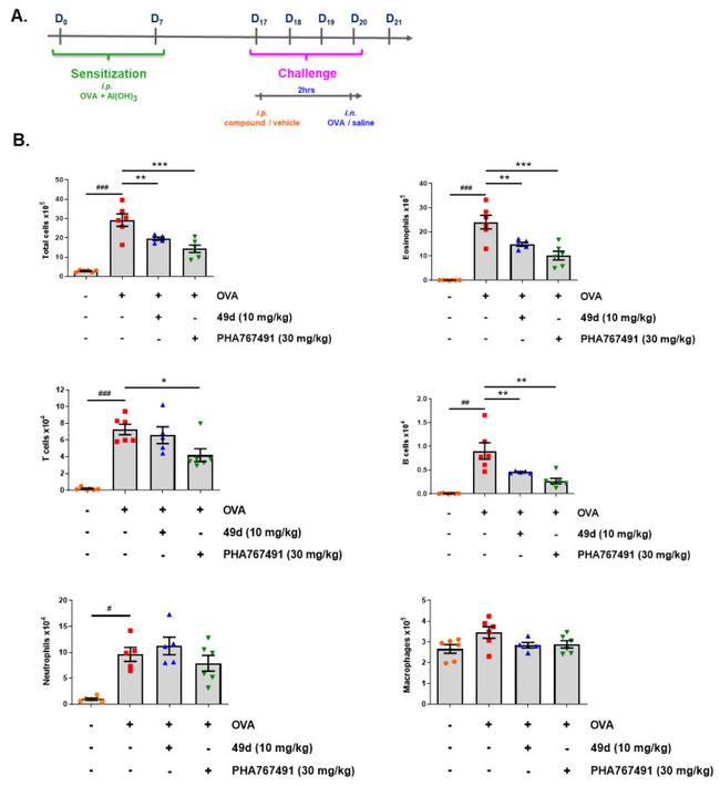 Ly-6G/Ly-6C Antibody in Flow Cytometry (Flow)