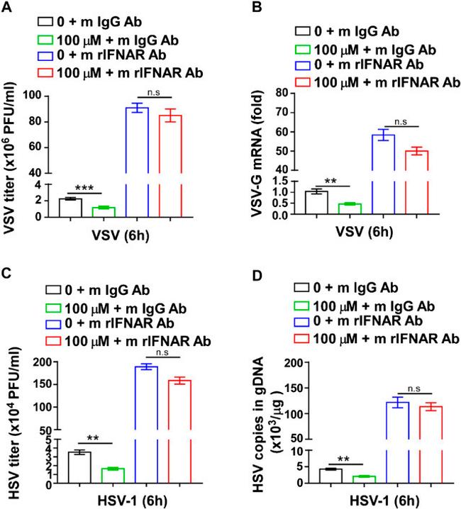 IFNAR1 Antibody in Neutralization (Neu)