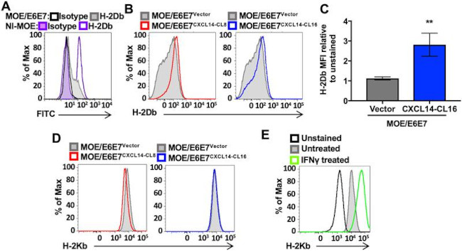 MHC Class I (H-2Kb) Antibody in Flow Cytometry (Flow)