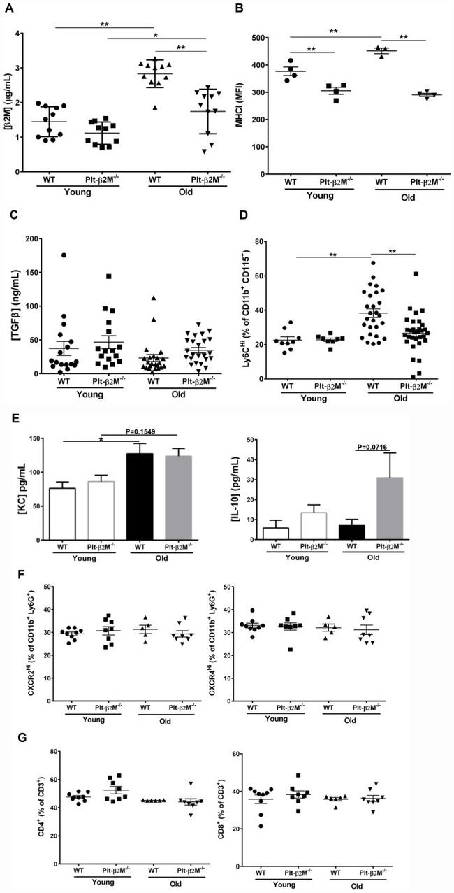 MHC Class I (H-2Kb) Antibody in Flow Cytometry (Flow)