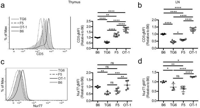 Nur77 Antibody in Flow Cytometry (Flow)