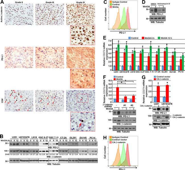 CD274 (PD-L1, B7-H1) Antibody in Flow Cytometry (Flow)