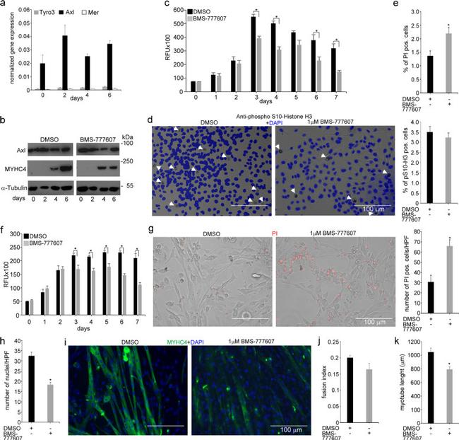 Myosin 4 Antibody in Western Blot (WB)