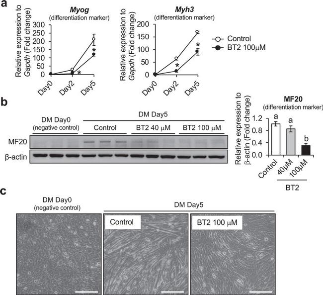 Myosin 4 Antibody in Western Blot (WB)