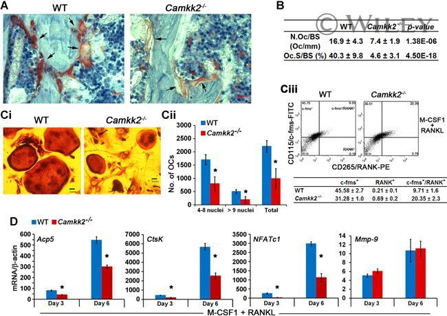 CD265 (RANK) Antibody in Flow Cytometry (Flow)