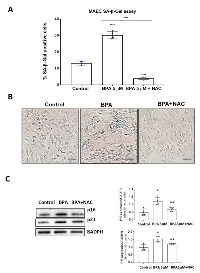 p21 (WAF1, Cip1) Antibody in Western Blot (WB)