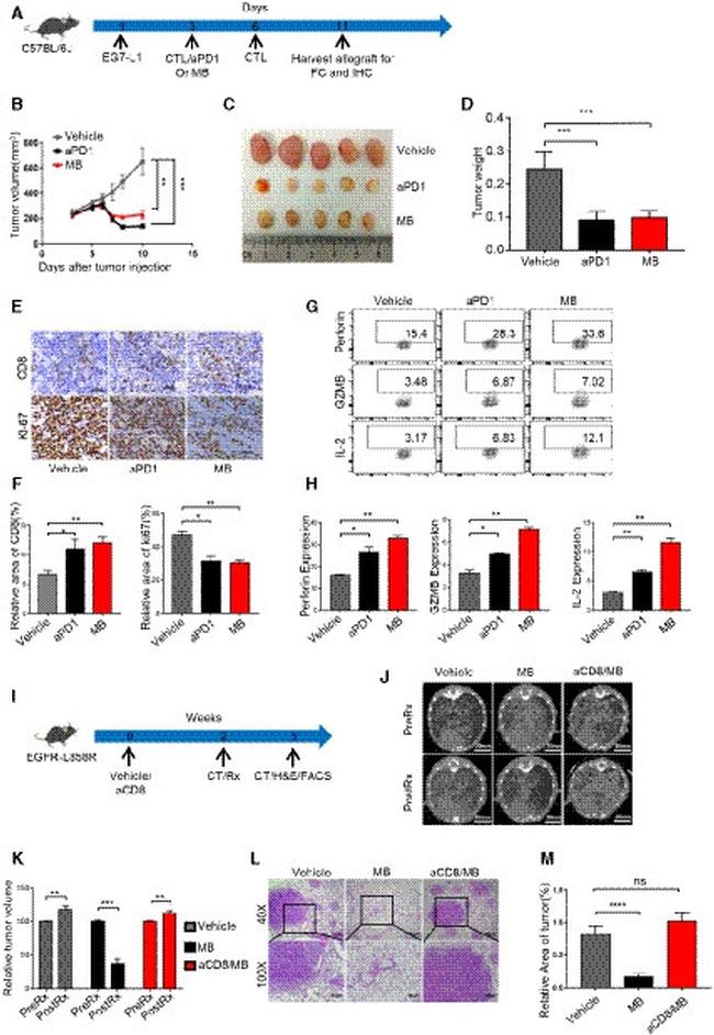 Perforin Antibody in Flow Cytometry (Flow)