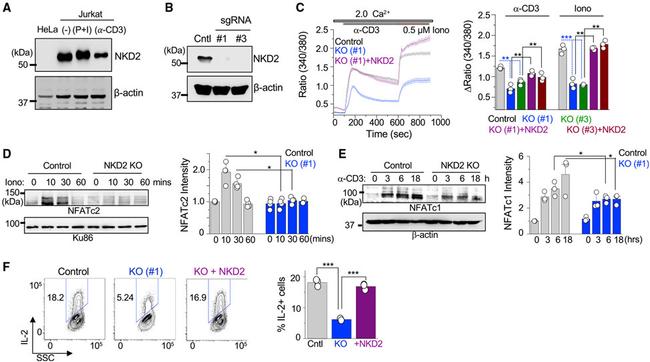 IL-2 Antibody in Flow Cytometry (Flow)