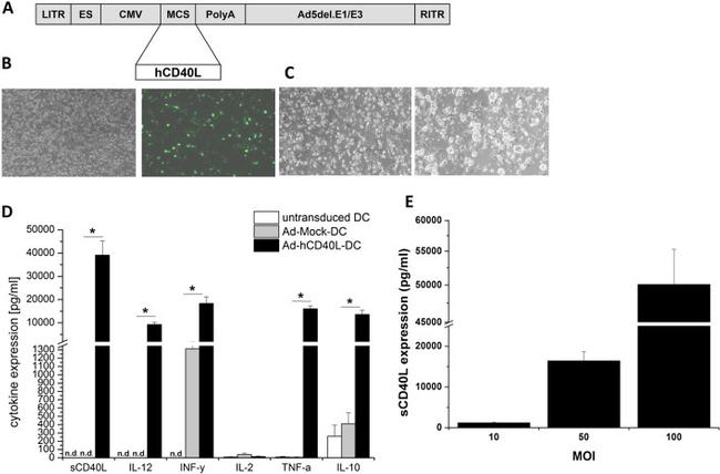 IFN gamma Antibody in ELISA (ELISA)