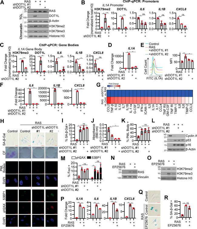 IL-1 alpha Antibody in Flow Cytometry (Flow)