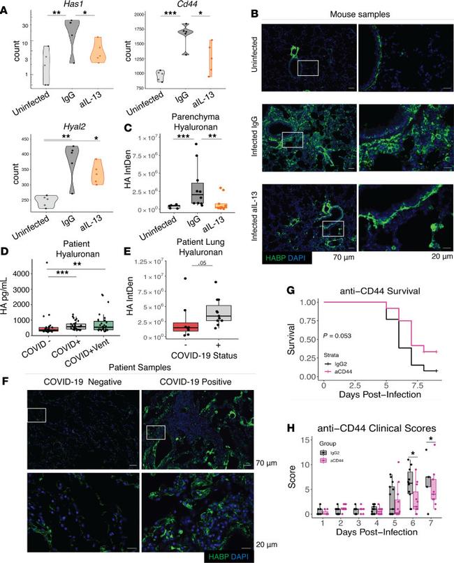 IL-13 Antibody in Neutralization (Neu)