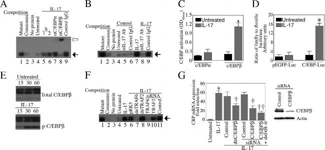 IL-17A Antibody in Functional Assay (Functional)