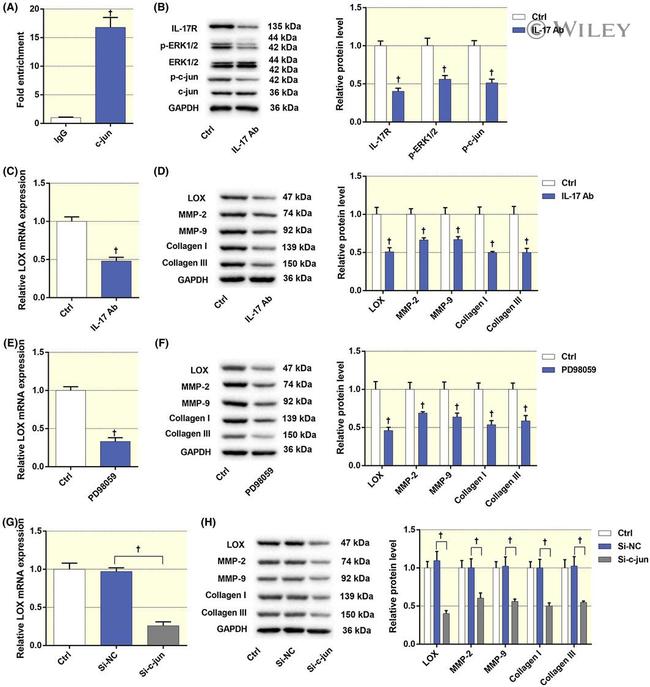 IL-17A Antibody in Neutralization (Neu)