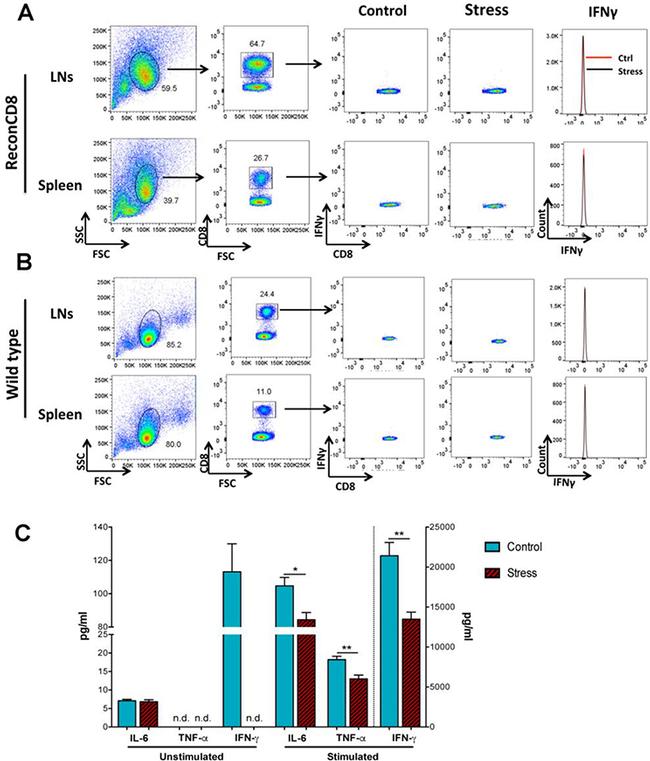 IFN gamma Antibody in Flow Cytometry (Flow)