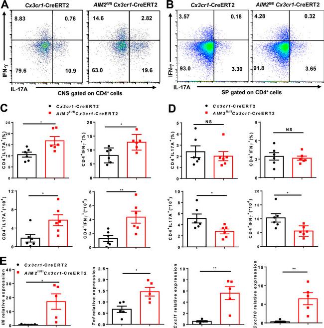 IFN gamma Antibody in Flow Cytometry (Flow)