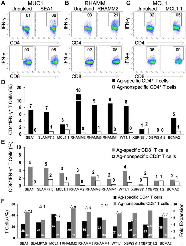 CD8a Antibody in Flow Cytometry (Flow)