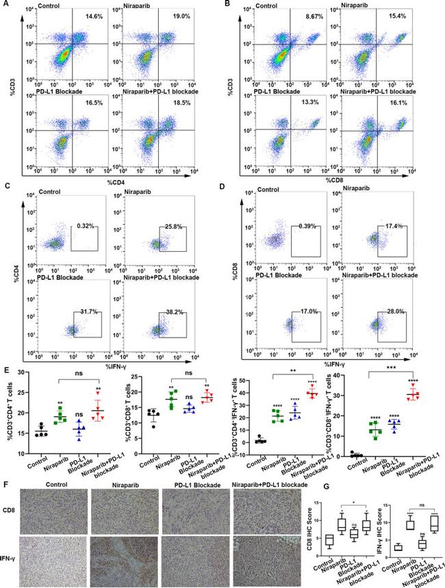 IFN gamma Antibody in Immunohistochemistry, Flow Cytometry (IHC, Flow)