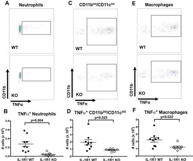 TNF alpha Antibody in Flow Cytometry (Flow)