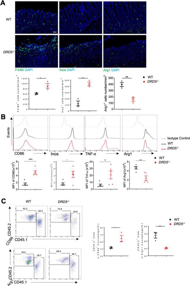 TNF alpha Antibody in Flow Cytometry (Flow)