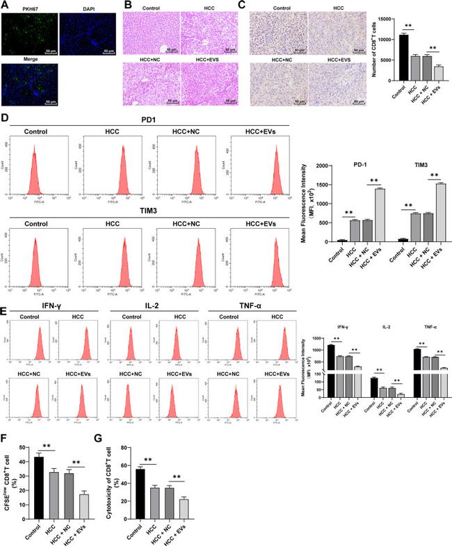 CD279 (PD-1) Antibody in Flow Cytometry (Flow)