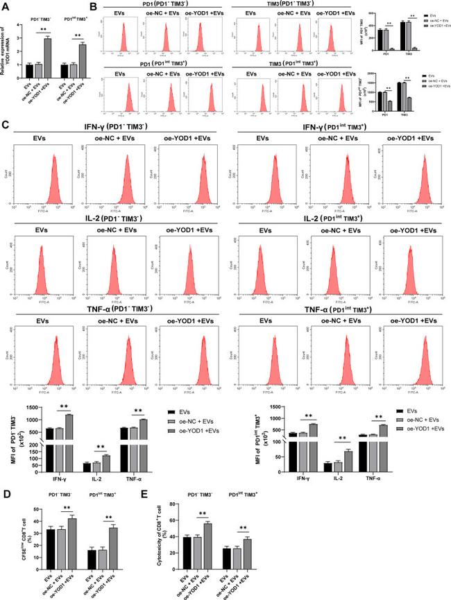 CD279 (PD-1) Antibody in Flow Cytometry (Flow)