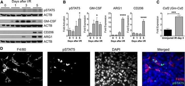 GM-CSF Antibody in Western Blot (WB)