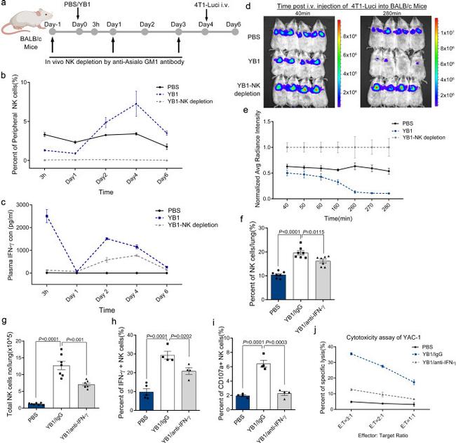 IFN gamma Antibody in Neutralization (Neu)