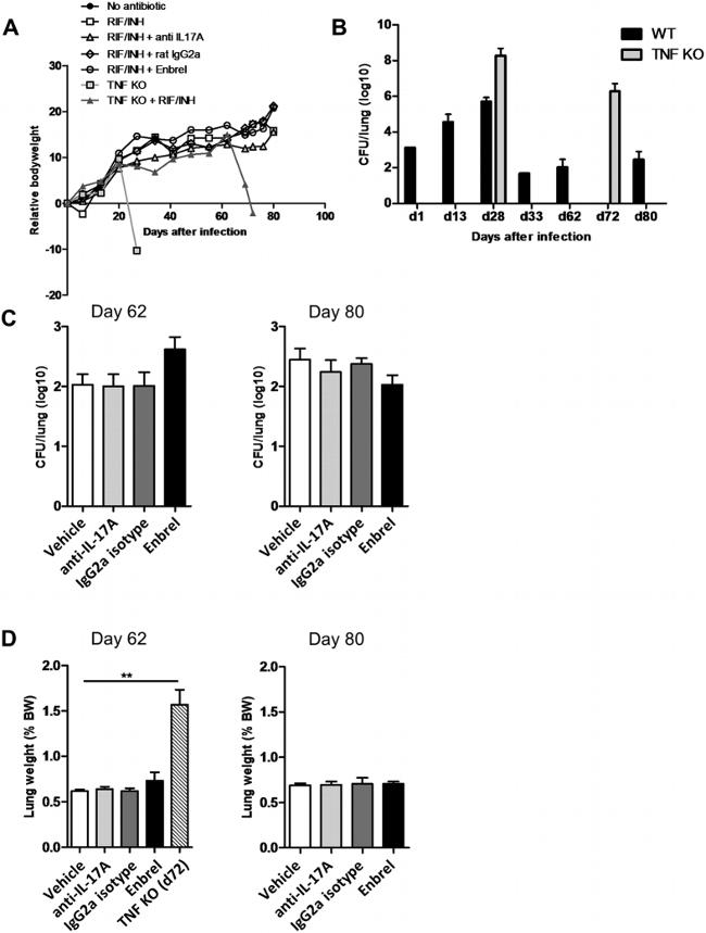 IL-17F Antibody in Neutralization (Neu)