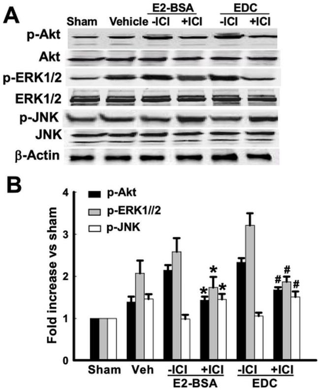 Phospho-ERK1/ERK2 (Thr185, Tyr187) Antibody in Western Blot (WB)