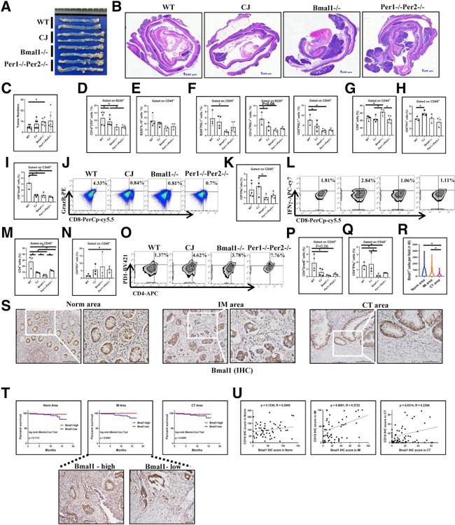 Granzyme B Antibody in Flow Cytometry (Flow)