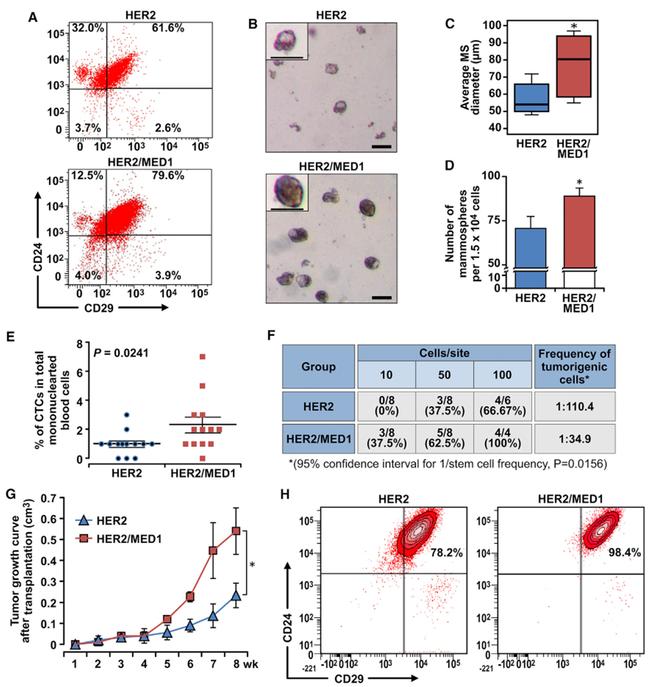 Pan Cytokeratin Antibody in Flow Cytometry (Flow)