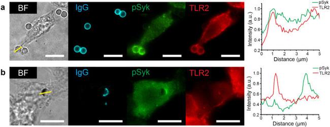 CD282 (TLR2) Antibody in Immunocytochemistry (ICC/IF)