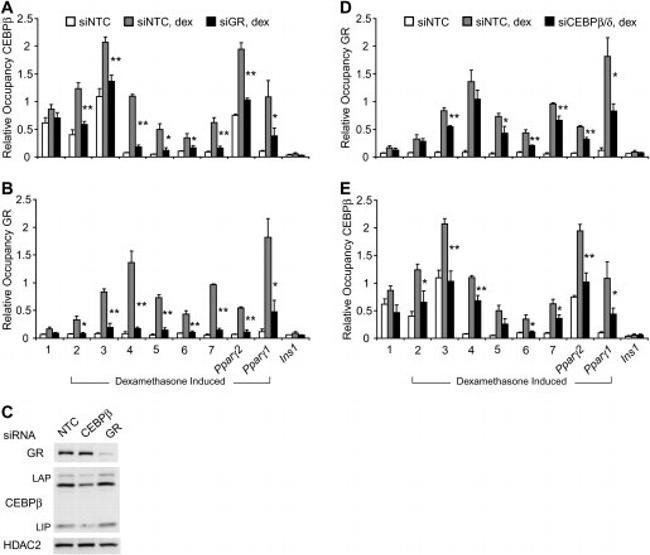 Glucocorticoid Receptor Antibody in ChIP Assay (ChIP)