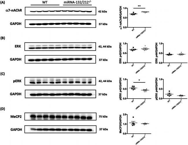 ERK1/2 Antibody in Western Blot (WB)