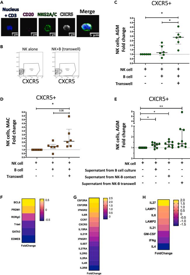 CD185 (CXCR5) Antibody in Immunohistochemistry (IHC)