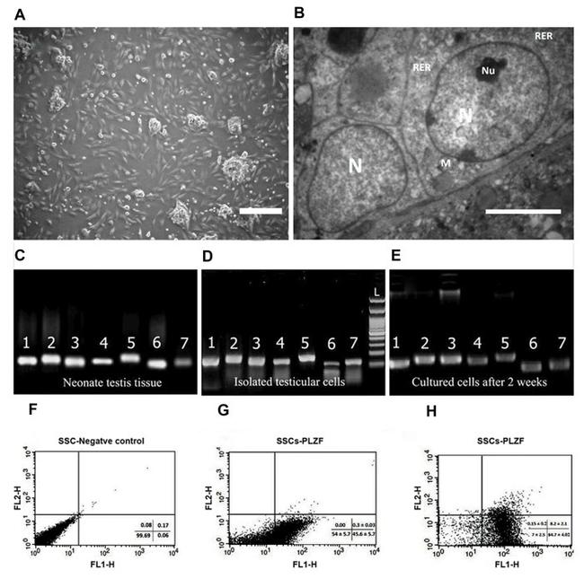 PLZF Antibody in Flow Cytometry (Flow)