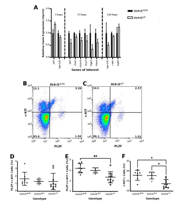 PLZF Antibody in Flow Cytometry (Flow)