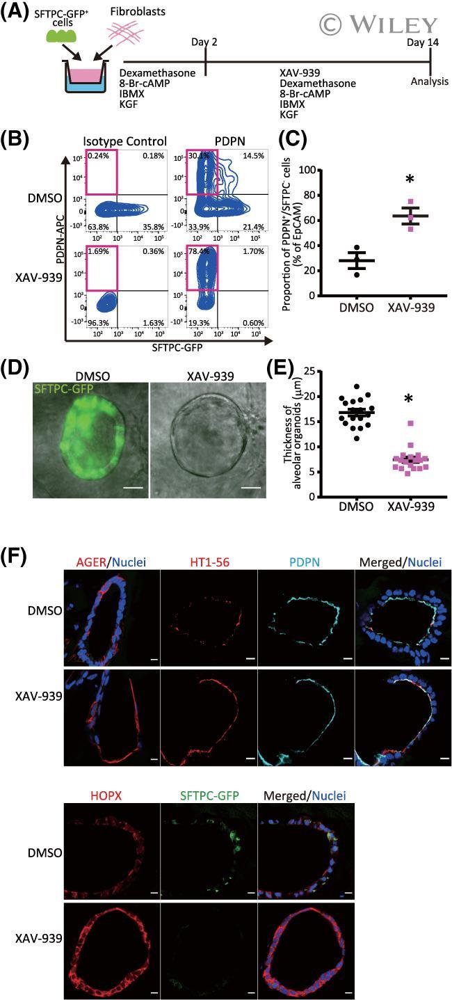 Podoplanin Antibody in Flow Cytometry (Flow)